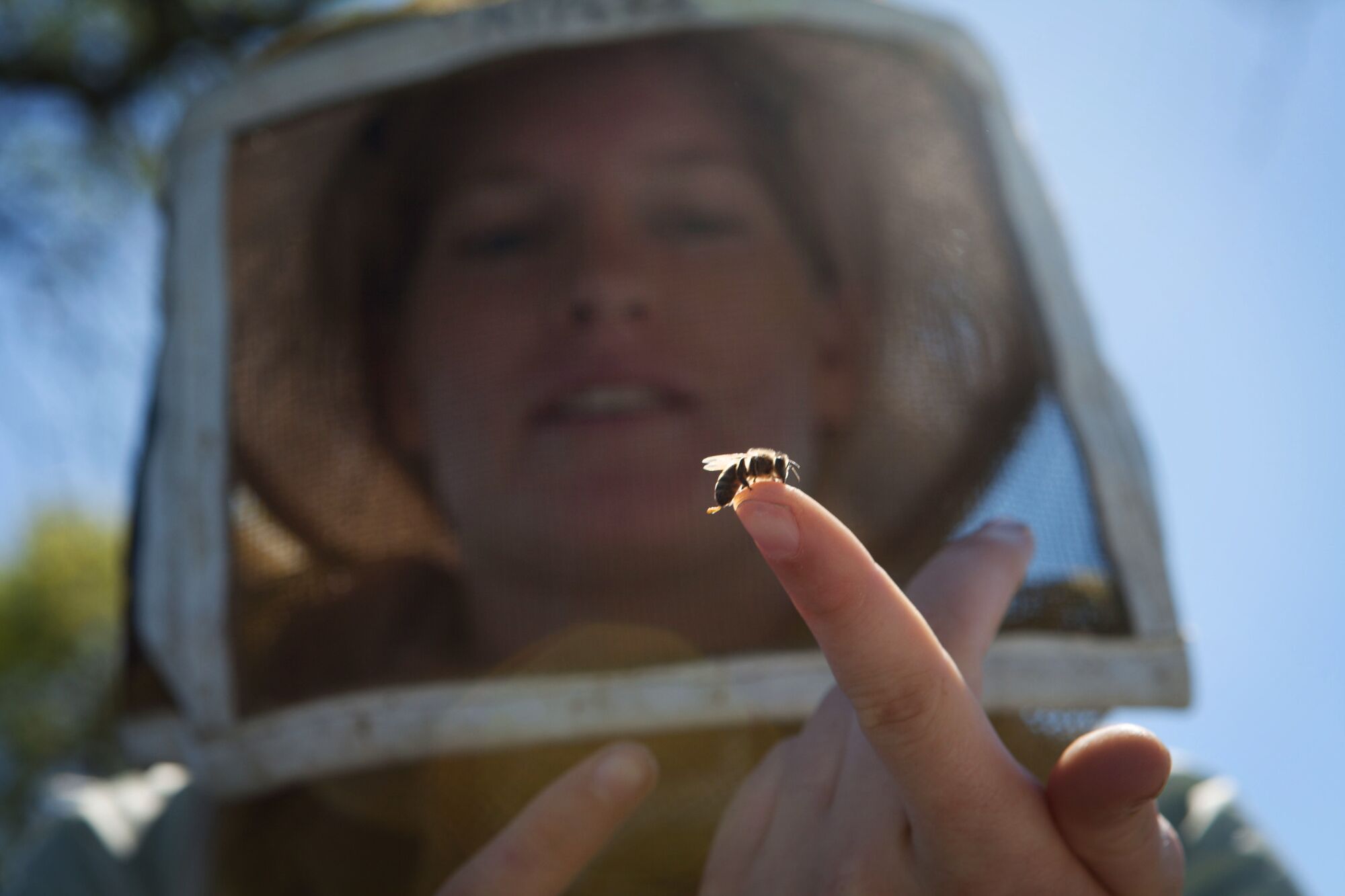 小蜜蜂依赖养蜂人的食指