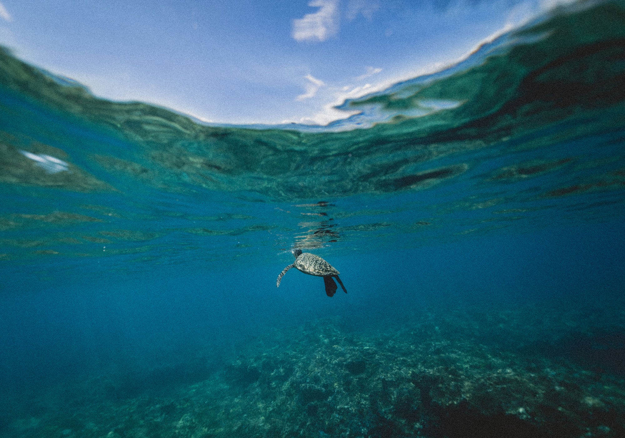 海龟在浅蓝天空下游洋